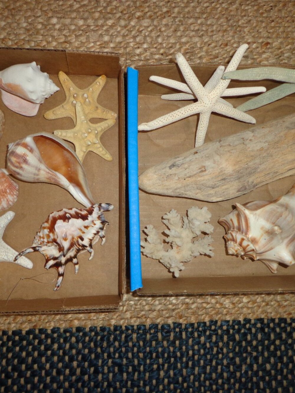 Assortment of Various Sea Shells/Sea Life Driftwood Nature's Beauty - Picture 3 of 8